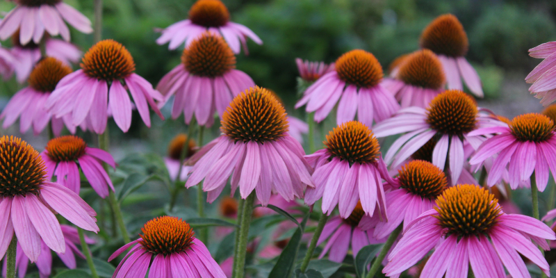 Echinacea (Coneflower)