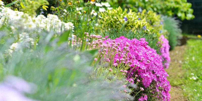 Perennials That Bloom Year-Round