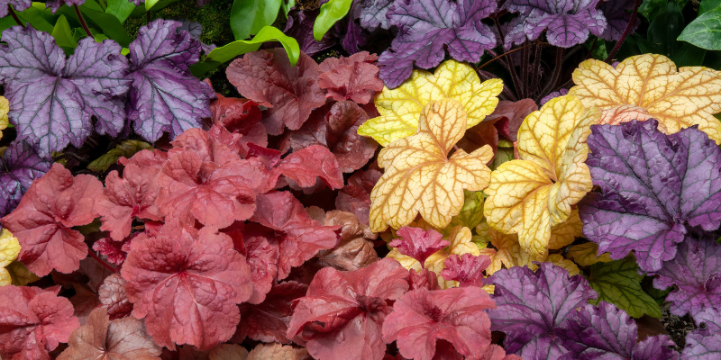 Heuchera (Coral Bells) 