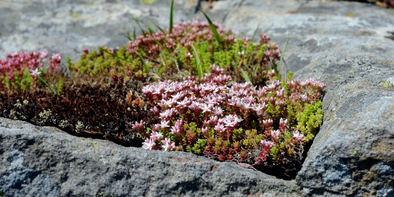 Sedum (Stonecrop)